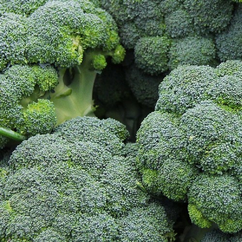 Broccoli