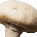 champignon