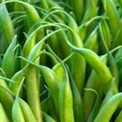 haricots-verts