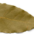 laurierblad