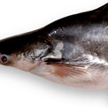 Pangasius