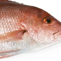 Red snapper