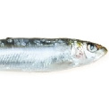 sardine