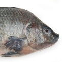 tilapia