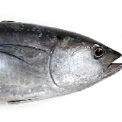 tonijn