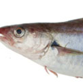 wijting