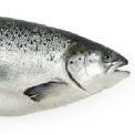 zalm